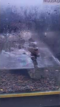 New mudskipper setup. Super super cool underrated fish. #aquarium #oddballs #fishtank