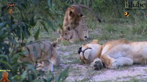 LIONS: Following The Pride 8: Playtime