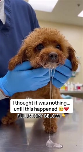 I never thought I’d be filming my dog like this. He’s tiny. Fragile. And he trusted me completely. At first, I thought it was nothing. Just something he shouldn’t have eaten. Then everything changed. His body became weak. He couldn’t stand properly. His eyes looked scared — like he didn’t understand what was happening. While I filmed, I was crying. The vet told me calmly: “His body is under extreme stress.” Hearing that broke me. They stabilized him, but the vet warned me: “Even after emergencie
