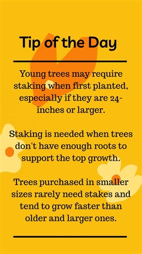 Noelle Johnson | Author, Consultant & Speaker on Instagram: "A tree should rarely need staking after two years unless it has a weak root system.🌳 Check the ties every few months and loosen them as needed to avoid cutting into the trunk. Do you have any trees that are staked in your landscape?🌲"