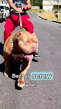 No-Pull Dog Harness 🦮 Test: Does It Really Work?🤷‍♂️