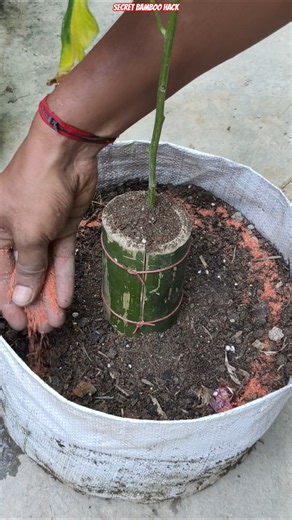 🌶️ Bamboo Deep Watering Trick for Chilli Plants 🌿 Bigger Roots, Bigger Harvest! #shorts #gardening