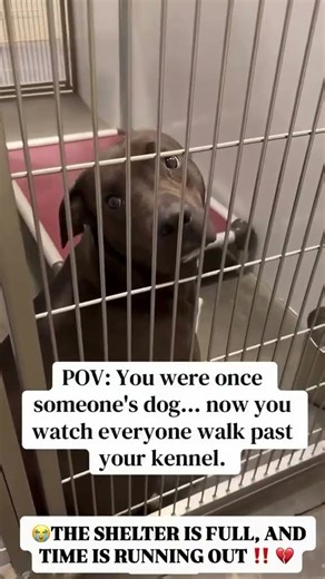 🚨FINAL HOURS FOR COOPER… THE SHELTER IS FULL! PLEASE HELP HIM😭One of the saddest things about Cooper