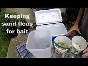How to keep sand fleas alive