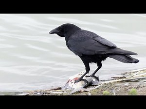 Carrion Crow Eating Fish | Corvus corone