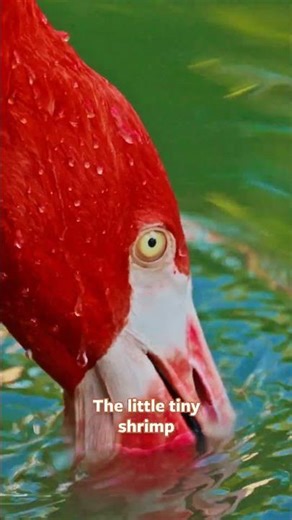 Why are flamingos pink?