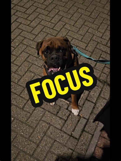 Effective Training Tips for Your Boxer Dog