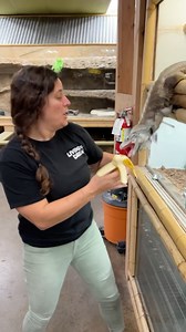 234K views · 6.8K reactions | This is a rhino, iguana, but he should be called a banana  iguana 藍 There should be a study done on rhino iguanas, and their obsession with bananas  either way this guy is loving them 殺 • • • • • #wow #awesome #love #bananas #lol #iguana #wildlife #wild #animals #animallovers #reelsdaily #dailyig #igreels #animalreels #cuteanimals #lizards #rhino | The Reptile Zoo | Facebook