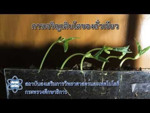 การเจริญเติบโตของถั่วเขียว (Seedling growth)