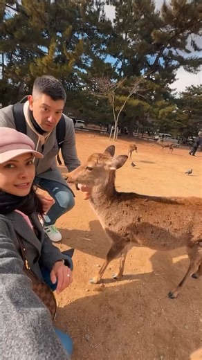 The Famous Bowing Deer of Nara Park 🦌🇯🇵✨ Meet the polite stars of Nara Park, where friendly deer bow to visitors for treats — one of Japan’s most charming experiences ❤️ A visit to Nara isn’t complete without this unforgettable moment. Plan your Nara trip with us 🚘✨ 📞 WhatsApp: 81-090-3486-7744 📧 Email: info@japanichibantours.com 🌐 www.japanichibantours.com Reel Credite @elsieandjustin #NaraDeer #NaraPark #VisitJapan #JapanTravel #NaraJapan #PrivateTours | Japan Ichiban Tours