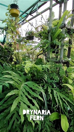 9 Best Easy Care Fern You Can Keep In Your Garden! #fern #plants #gardening #garden
