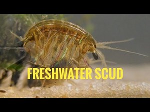Tying a Variant Mak Scud Fly - The Ultimate DIY Scud!