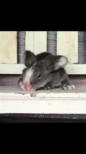 Shan's Bunny Hop Barn on TikTok