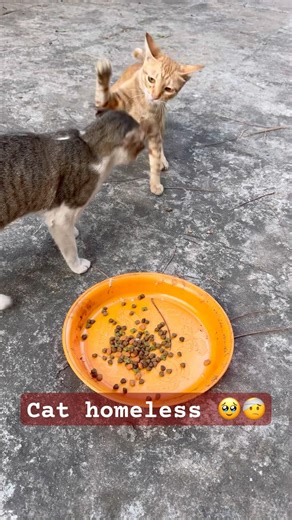 Cat homeless 🥹 #viral #doggielife #cat #viralvideo #cute #cutecat #funny #meow#shorts #love