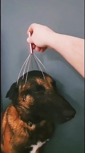 Dogs being idiot part 90| Funny dogs compilation #funnydog #funnypet #cutedog #dog