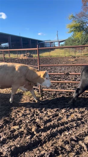 The angus bull in the video has only been on 6 cows and will be checked and ready for service. We have a good sale lined up for this week, with over 100 stock cows. Expecting 550-600 head Call anytime Lane 501-626-4439 Stockyards 501-335-7051 | Pruitt's Mid-State Stockyards