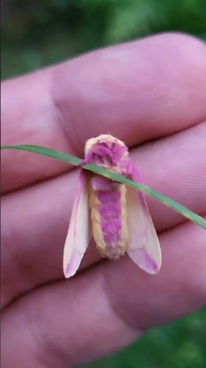 Rosy Maple Moths to melt your heart