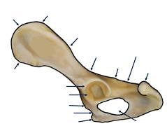 Huesitos - Partes Coxal