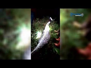 VIDEO Detik-detik Warga Menemukan Piton Pemangsa Akbar