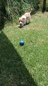 8.3K views · 727 reactions | "COCO"- Adopted!! Rehoming no -...