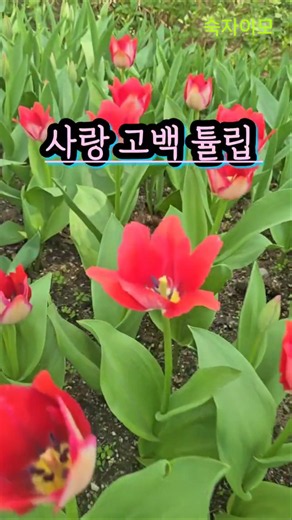 셋째이모 아침고요수목원 나들이 #숙자이모 #튤립 #아침고요수목원