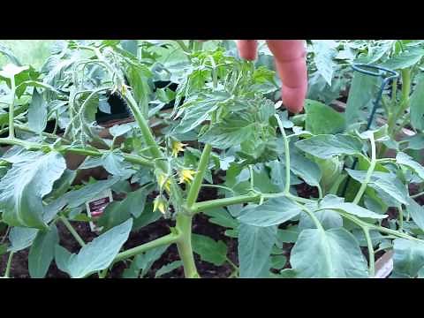 How to Grow Greenhouse Tomato Plants