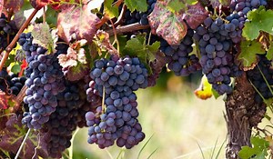 I AM the True Vine (John 15:1) Lesson - Ministry To Children