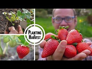 Gardening Vocabulary - Planting Strawberries