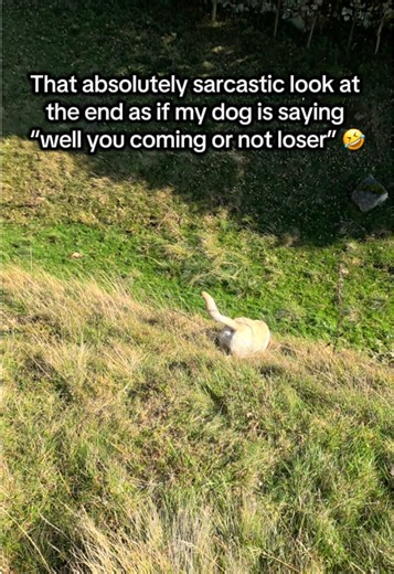 Funny Labrador on 30ft Vertical Slope — Dog's Sarcastic Look