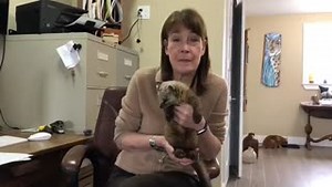 16K views · 1.2K reactions | Hope For Wildlife on Reels | Facebook