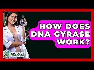 How Does DNA Gyrase Work? - Biology For Everyone