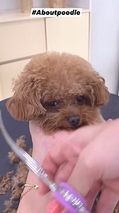 Beautiful grooming #poodle #poodlelove #aboutpoodle #poodlepuppy #toypoodle #miniaturepoodle #poodlevideo | About Poodle