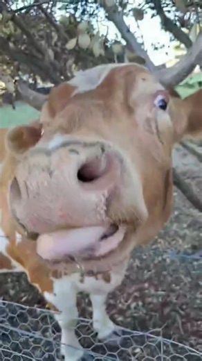 AUSSIE BULL ESCAPES #trending #funny #shortsviral #fypシ #usa #viralvideos #australia #comedy