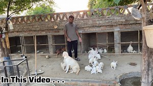 Complete Video k liy YouTube Channel👇 Pets Lover in Punjab | Pets Lover in Punjab