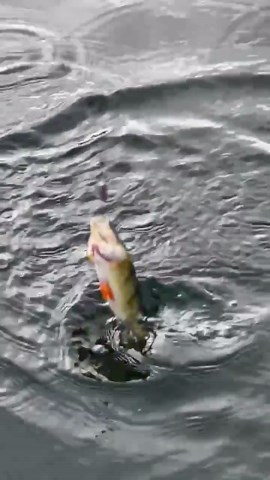 Coors Light Bottle Cap Fishing Lure – Handmade Bass, Perch, Panfish, Trout Swimbait Spoon - Etsy