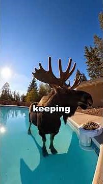 A Moose Refused To Leave My Pool... Then I Saw The Nest 🫎💙