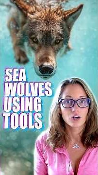 Have Wolves Learned How To Use Tools?