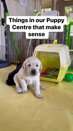 8.5K views · 207 reactions | At the SA Guide Dogs Association, we ensure our puppies are kept in a clean and safe environment during the first few weeks of their lives. #puppyplaytime#puppytraining#guidedogpuppy#guidedogpuppy | South African Guide-Dogs Association for the Blind | Facebook
