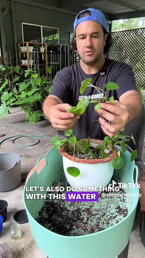 Peperomia Pilea Care Tips for Thriving Plants