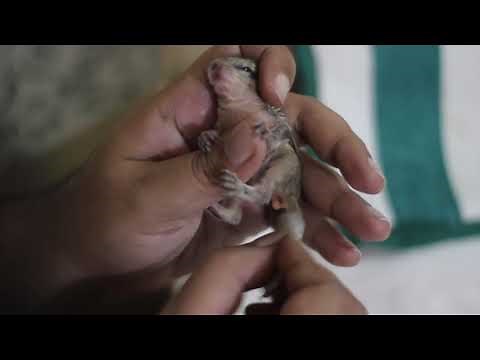 Baby squirrel getting potty trained😂