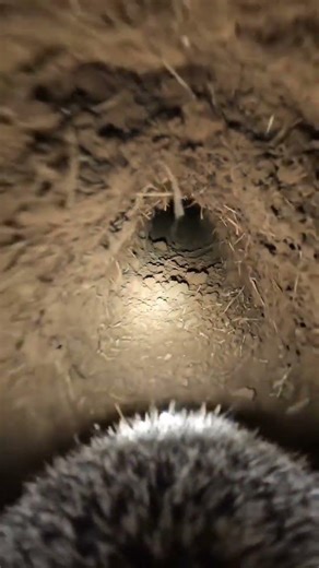 PATAGONIAN MARA POV: Inside a Massive Underground Burrow Network (RAW FIELD FOOTAGE)