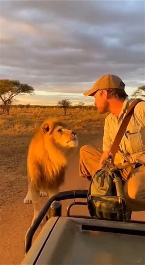 “Lion Charges at Safari Guide — Unbelievable Wild Moment!”