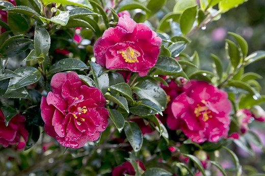 7 Easy-To-Grow Replacements For Dying Knock Out Roses