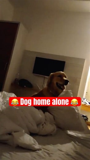 Dog Rocked Buddy Shocked 😂