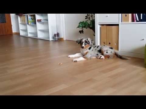 Mini Aussie blue merle 11 weeks old, Super cute dog puppy