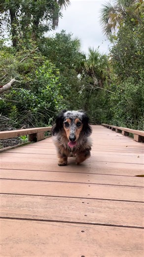 My little old man 🥰 Mr. Deets ❤️ #Fourteen #Dog #SeniorDog