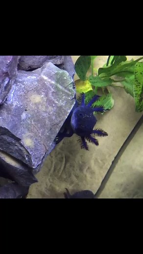 Discover the Fascinating World of Axolotls