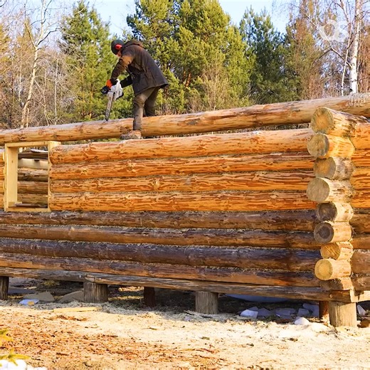 13K views · 283 reactions | After 5 Months I Finally Finished Building the Walls of My Log House, Roof Start! | Holden Moon | Facebook