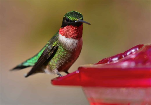 Here's When You'll See Hummingbirds Return to Louisiana