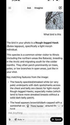 Rough legged hawk according to Grok #hawk #grok been hanging around the same tree for days